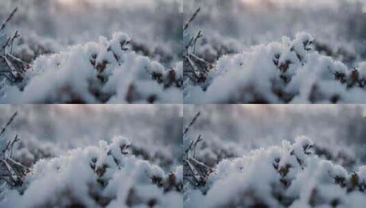 冬天雪地特写雪天风景下雪风光唯美冬季雪景高清在线视频素材下载