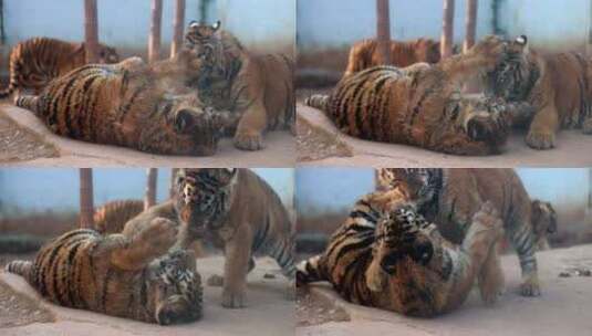 南京珍珠泉动物园小老虎打架嬉闹高清在线视频素材下载