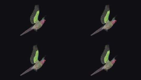 鹦鹉鸟-澳大利亚公主-飞行环-低角度查看高清在线视频素材下载