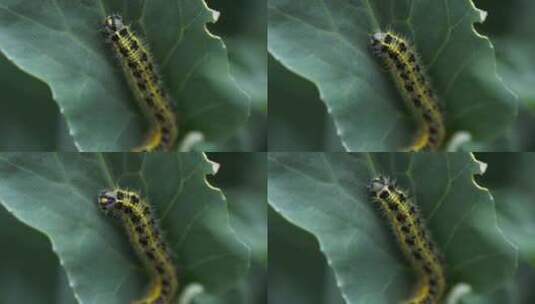 虫子吃叶子高清在线视频素材下载