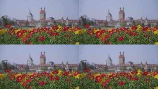 城市春天郁金香花田盛开的花朵高清在线视频素材下载