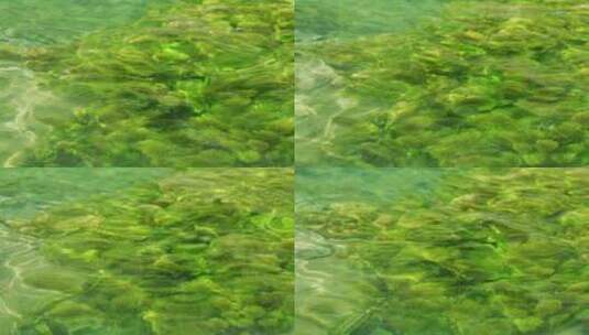 清澈水质水草水生态环境波光粼粼高清在线视频素材下载