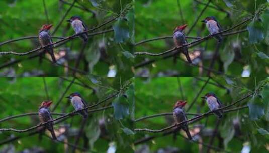 左边的母鸟和右边的雄鸟面对面交谈高清在线视频素材下载