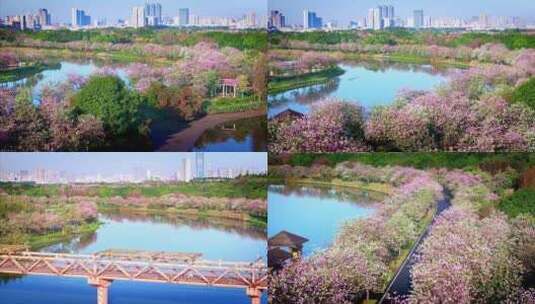 航拍广州海珠湿地紫荆花美丽景色二高清在线视频素材下载