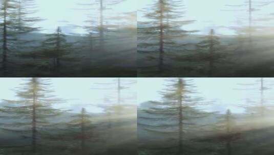 阳光穿过茂盛森林中的树木高清在线视频素材下载