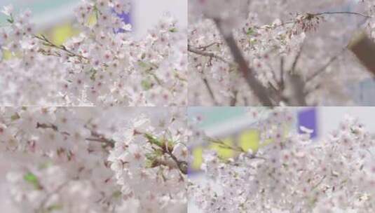 春天的樱花最美的樱花美女花下高清在线视频素材下载