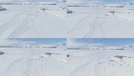 在南极洲的企鹅上空飞行。高清在线视频素材下载