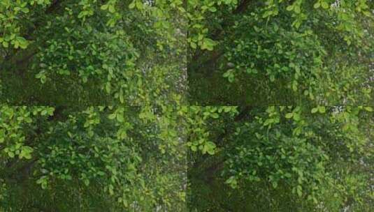 下雨天雨水树林绿叶高清在线视频素材下载