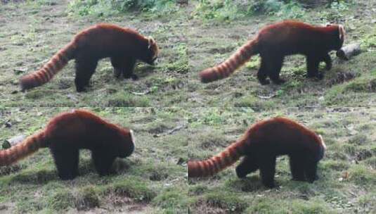 一直棕色小熊猫高清在线视频素材下载