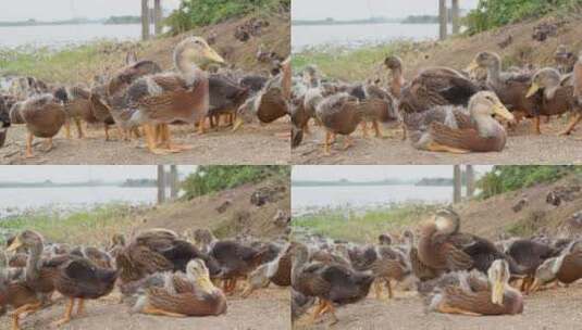 农村天然喂养散养土鸭子老鸭高清在线视频素材下载