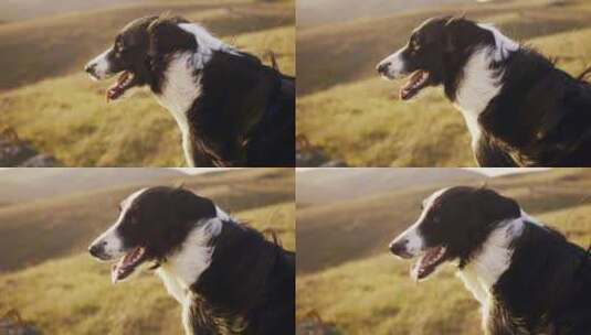 在秋山的背景下，一只美丽的黑白边境牧羊犬高清在线视频素材下载