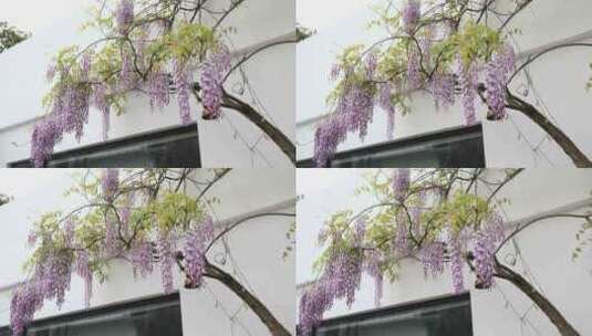 春天小院美丽紫藤花开高清在线视频素材下载