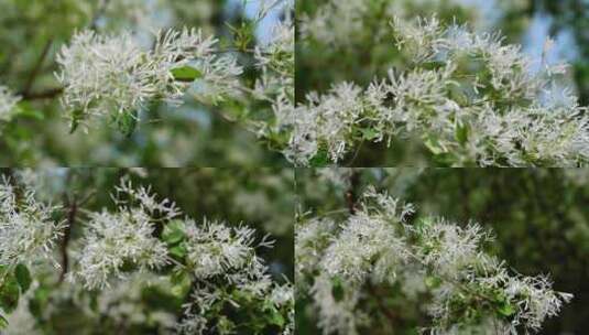 4K植物空镜素材——流苏花高清在线视频素材下载