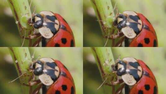 微观世界：瓢虫捕食弓背蚂蚁幼虫，升格特写高清在线视频素材下载