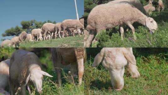 羊在草地上吃草 山羊牧羊羊群放羊高清在线视频素材下载