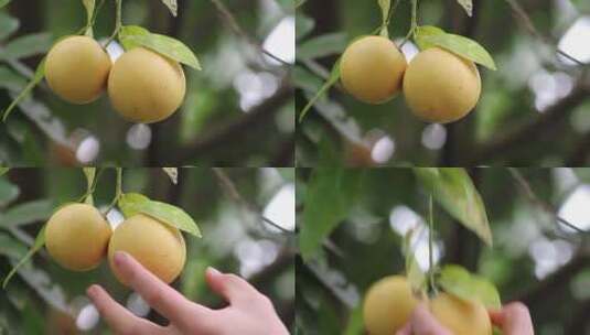 果农采摘新鲜的柚子特写镜头高清在线视频素材下载