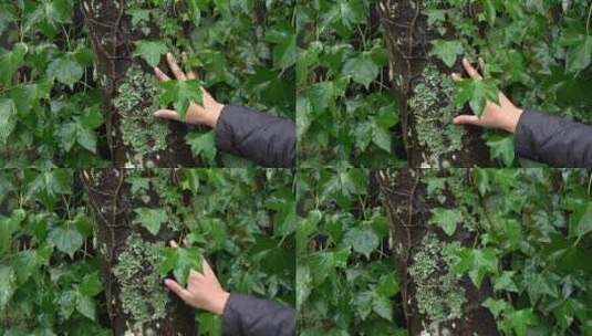用手触摸湿树干上的苔藓高清在线视频素材下载