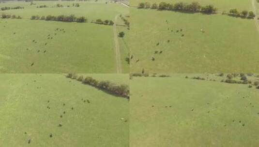 动物在草原上奔跑高清在线视频素材下载