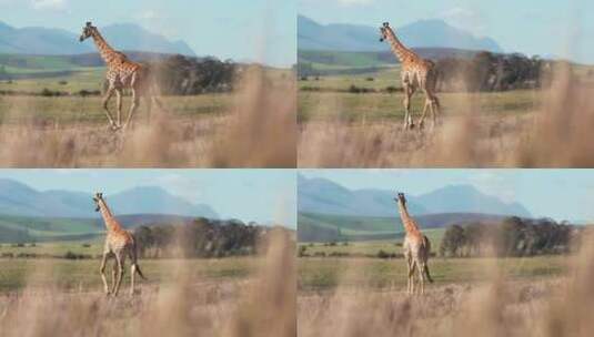 行走在荒野中的长颈鹿高清在线视频素材下载