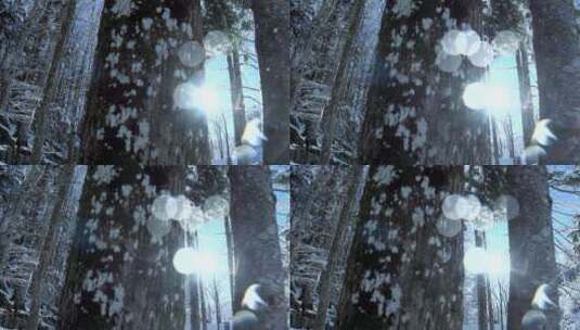 冬季森林雪景仰拍高清在线视频素材下载