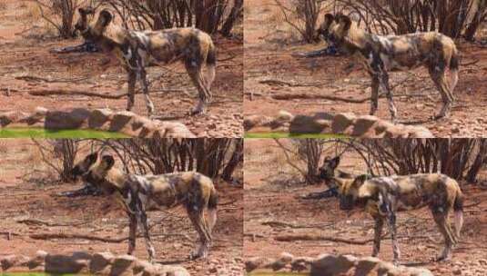 非洲野狗漫游在纳米比亚的大草原上高清在线视频素材下载