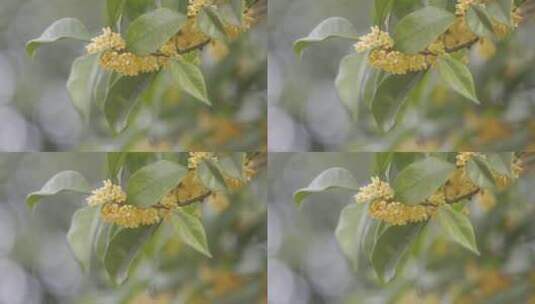 挂花丹桂高清在线视频素材下载