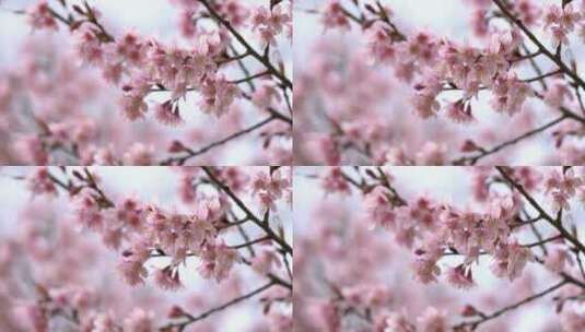 盛开的樱花微距景观高清在线视频素材下载