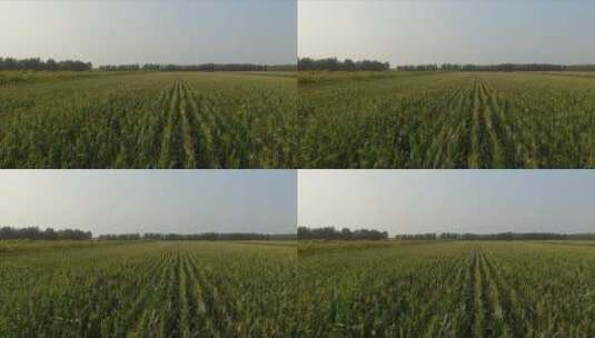 夏季 玉米地 mp4高清在线视频素材下载