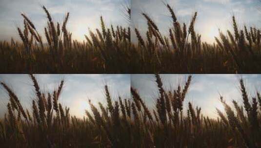 成熟小麦在日出天空背景高清在线视频素材下载