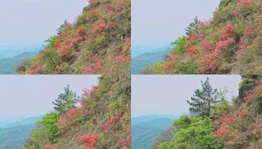 航拍高山杜鹃花6高清在线视频素材下载