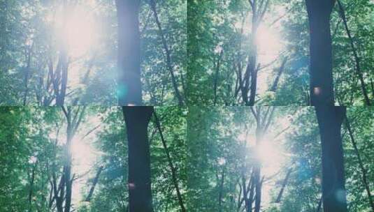 阳光照射森林景观高清在线视频素材下载