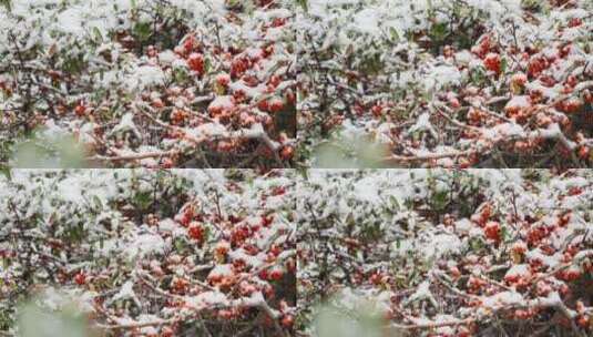 4K北方冬天冬青树果子上飘雪实拍视频高清在线视频素材下载