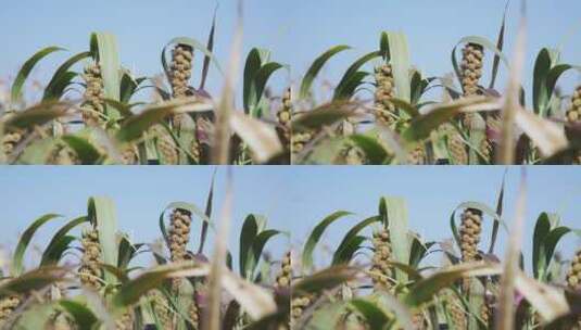 种植粟米高清在线视频素材下载