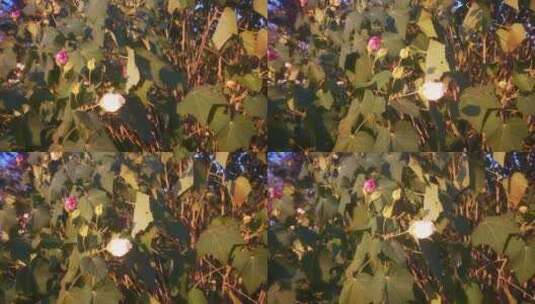 实拍 含苞 待放 花骨朵 花朵 植物高清在线视频素材下载