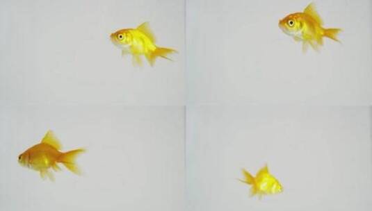 在清水中游泳的金鱼高清在线视频素材下载