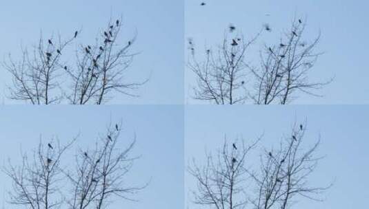 干树枝上的鸟群高清在线视频素材下载