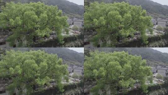 春天大樟树上升航拍高清在线视频素材下载