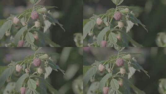 红树莓种植LOG高清在线视频素材下载