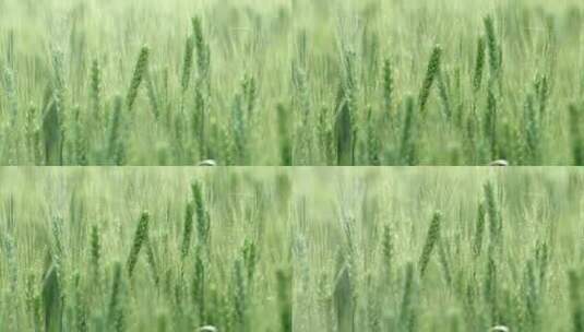 雨中的麦子高清在线视频素材下载