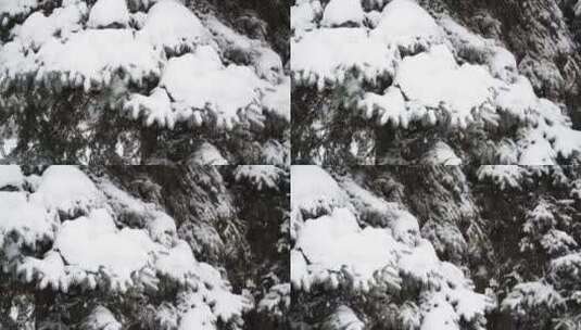 白雪覆盖着森林高清在线视频素材下载