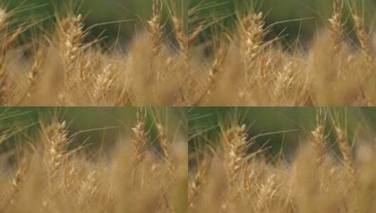 小麦熟了高清在线视频素材下载
