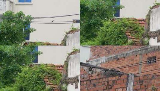 燕子低飞断壁残垣老房子植物村庄高清在线视频素材下载