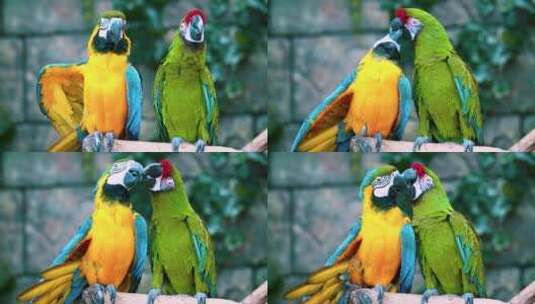 鹦鹉鸟类飞鸟自然动物高清在线视频素材下载