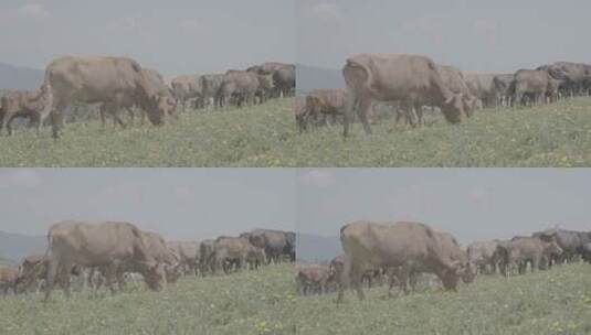 蓝天下蒲公英花海黄牛牛群在吃草牛犊03高清在线视频素材下载