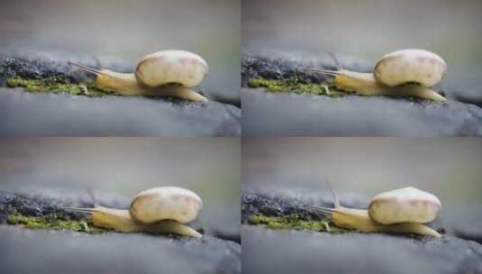 雨后蜗牛高清在线视频素材下载