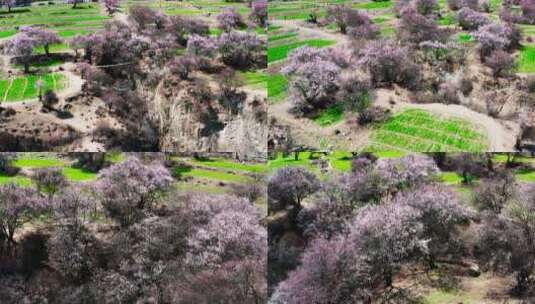 4K林芝索松村桃花节航拍素材4高清在线视频素材下载