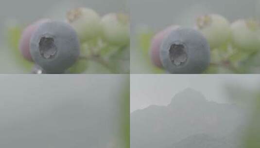 蓝莓变焦到远处的大山LOG高清在线视频素材下载