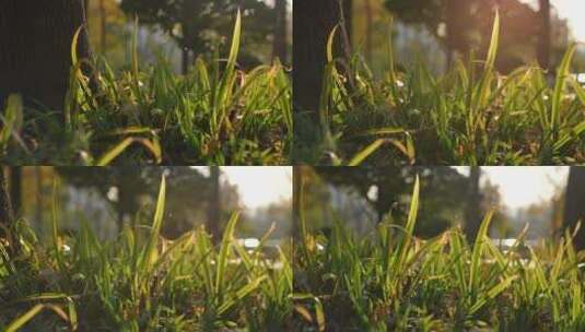 【慢动作】夕阳下的草丛高清在线视频素材下载