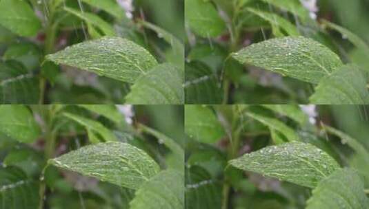 雨水拍打绿叶高清在线视频素材下载