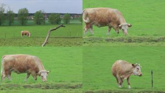 德国柏林乡村 绿草场 一只花牛吃草 组镜高清在线视频素材下载
